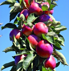 Säulenapfel Pomvital als Busch im Container