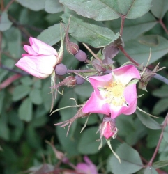 Wildrose Rosa glauca -R-