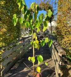 Kaiser-Maulbeere Morus macroura 'Giant Fruit' im Container 10 ltr