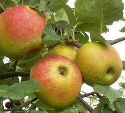 Allergiker-Apfel Schöner aus Boskoop als Halbstamm im Container