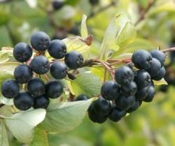 Schwarze Apfelbeere Nero (Aronia melanocarpa 'Nero')