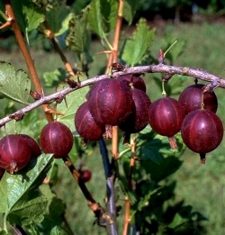 Stachelbeere Rote Hinnonmäki als Fußstamm ca. 40-50cm, C3ltr