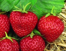 Häberli-Obst: Erdbeere Mara des Bois im 4-er Tray