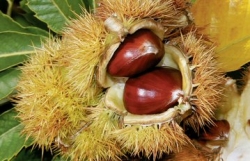 Häberli-Obst Esskastanie Bouche de Betizac im Container 10l