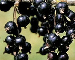 Häberli Dr. Bauers Ometa Schwarze Johannisbeere als Strauc, C5ltr