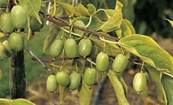 Häberli-Obst: Kiwi Issai (Kiwi arguta), selbstfruchtbar im Container 4 ltr,   100-120 cm