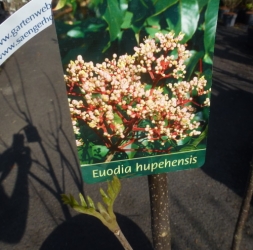 Tausendblütenstrauch Bienenbaum Euodia im Container 5 ltr