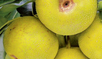Häberli-Obst: Nashi Hosui im Container 12 ltr