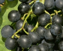 Häberli Weinrebe Robustarebe Aromato (Muscat bleu) im Container 4 ltr