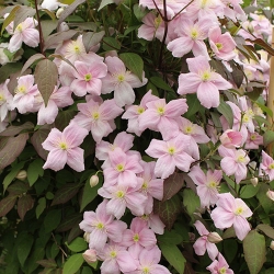 Clematis montana `RubensŽ