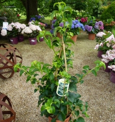 Kletterhortensie im Container 5 ltr