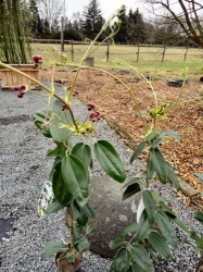 Immergrüne Clematis (Clematis armandii)