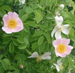 Wildrose Hundsrose Rosa canina -R-