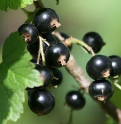 Weisse Johannisbeere Weisse Versailler als Hochstamm ca. 80-90cm, C3ltr |  Pflanzen | Obstbäume & Beerenobst | Johannisbeeren