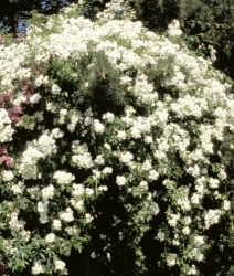 Ramblerrose Kiftsgate -R-