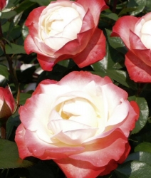 Edelrose Nostalgie -R-