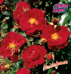 Bodendeckerrose Heidefeuer -R-