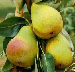 Häberli Birne Harrow Delight als Buschbaum im Container 12 ltr