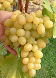 Weinrebe Arkadia 1-jährig im Container 1,5 ltr,  60-80 cm hoch