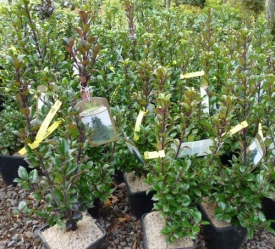 Strauch-Ilex 'Heckenstar' (männlich) im Container 3 ltr