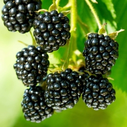 Zwerg-Brombeere<br />
 Rubus Little Black Prince