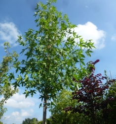 Amberbaum Liquidambar Worplesdon als Hochstamm im Container 35 ltr