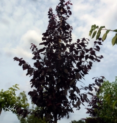 Blutpflaume Prunus cerasifera Nigra als Hochstamm 8-10 im Container 35 ltr