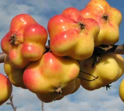 Häberli-Obst : Apfel Sternapfel <br />
APISTAR im Container 10ltr