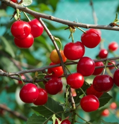 Sauerkirsche Morina als Buschbaum im Container 7,5 ltr