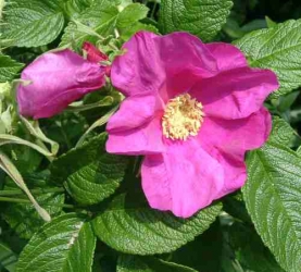 Wildrose Kartoffelrose Heckenrose (Rosa rugosa) -R-