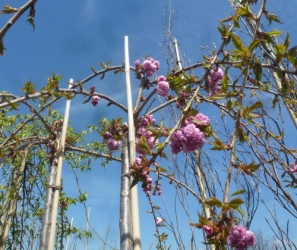 Hänge-Nelkenkirsche  Kiku-shidare-sakura Hochstamm im Container