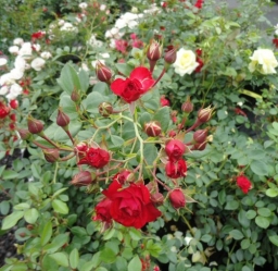 Bodendeckerrose Scarlet Meidiland -R-