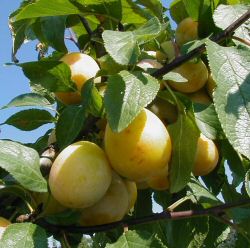 Mirabelle Bellamira als Halbstamm im Container 12ltr. Höhe 200+