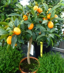 Citrus Kumquat Stamm  im PT22
