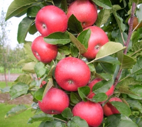 Häberli-Obst Säulenapfel Rumba im Container 7,5 cm