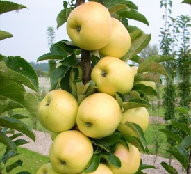 Häberli-Obst Säulenapfel Lambada im Container 7,5 ltr