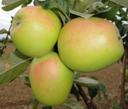 Allergiker-Apfel Winterglockenapfel als Buschbaum im Container 10 ltr