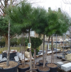 Echte Pinie Pinus nigra nigra im Container 30 ltr