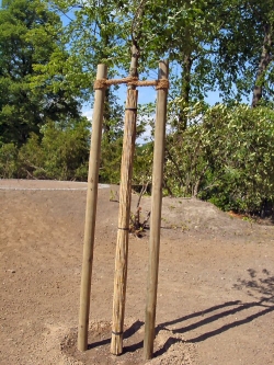 (5,59/m) Holzpfahl Länge 250 cm bei  5-6 cm Duchmesser gefräst und unbehandelt