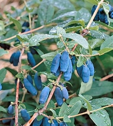Sibirische Blaubeere Eisbär  (Lonicera kamtschatika)
