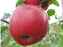 NEUHEIT: Apfel Recolor als Buschbaum im Container 10 ltr