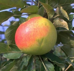 Apfel Luxemburger Renette als Hochstamm 8-10cm im Container 30 ltr