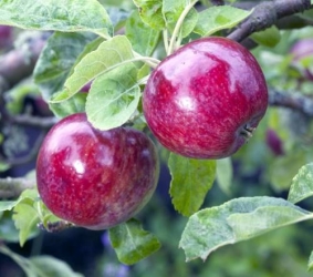 Apfel Roter Eiserapfel als Halbstamm im Container