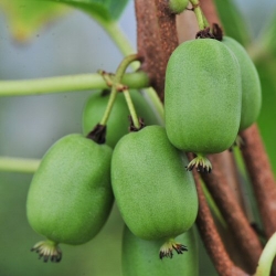 Häberli Kiwi VITIKIWI  Actinidia  selbstfruchtbar im Container 4 ltr