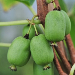 Häberli-Obst: Kiwi VITIKIWI  selbstfruchtbar im Container 4 ltr