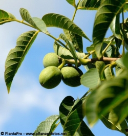 Walnuss Juglans regia Riesennuß Co. 12ltr.  150-200cm hoch