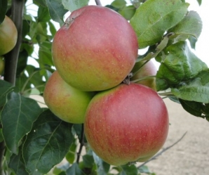 Apfel Roter Trierer Weinapfel als Hochstamm 10-12 im Container 30 ltr