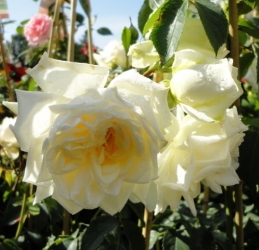Kletterrose Ilse Krohn Superior -R-