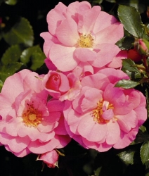 Bodendeckerrose Mirato -R-