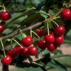 Sauerkirsche Karneol als Buschbaum im Container